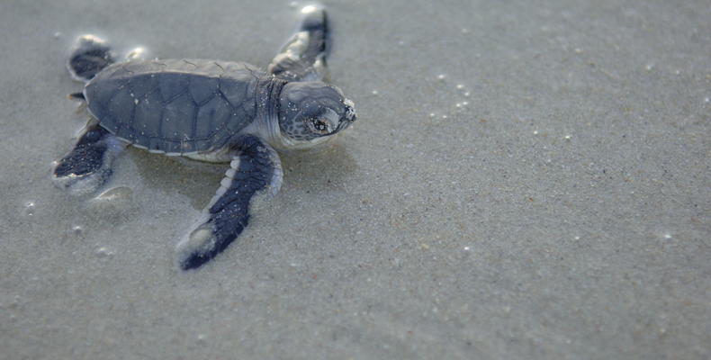 Turtle Hatching at Ras Kutani